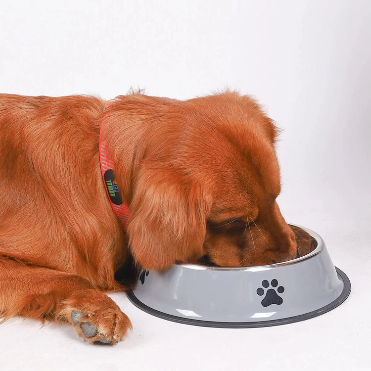 Gamelle pour chien : pratiques, stables et adaptées à chaque besoin