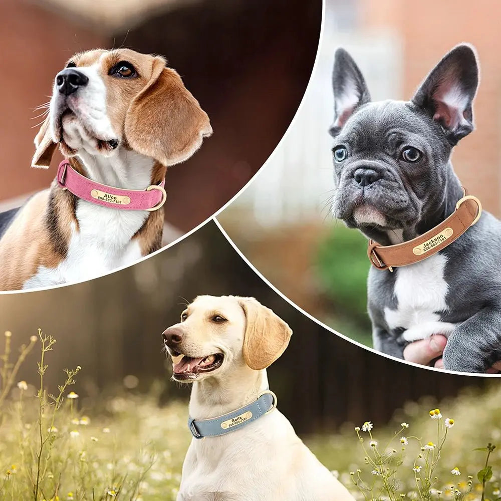 Chien portant un collier personnalisé avec prénom gravé