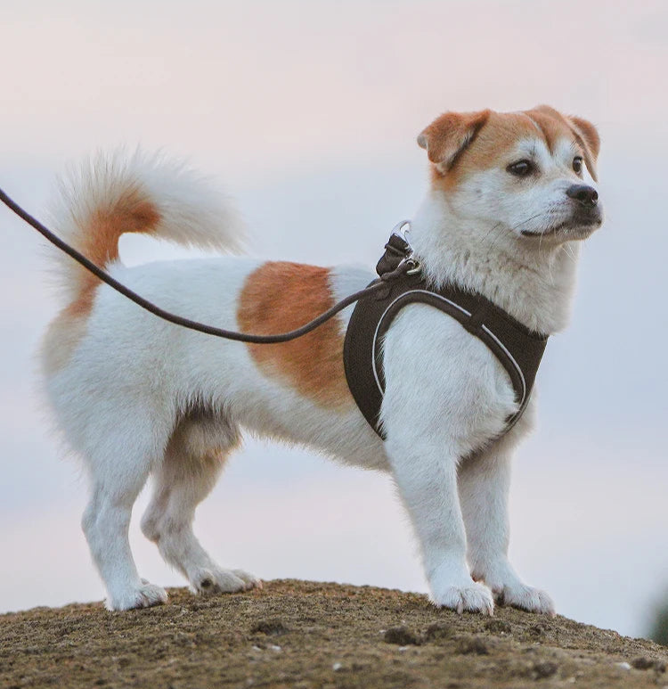 Chien en promenade avec harnais gris ajusté
