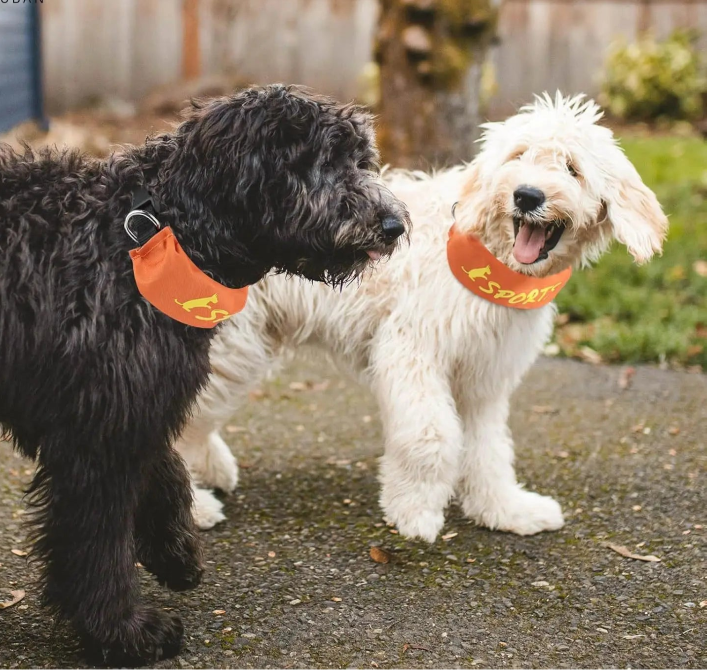Deux chiens marchant côte à côte avec un collier avec laisse intégrée, pratique et confortable