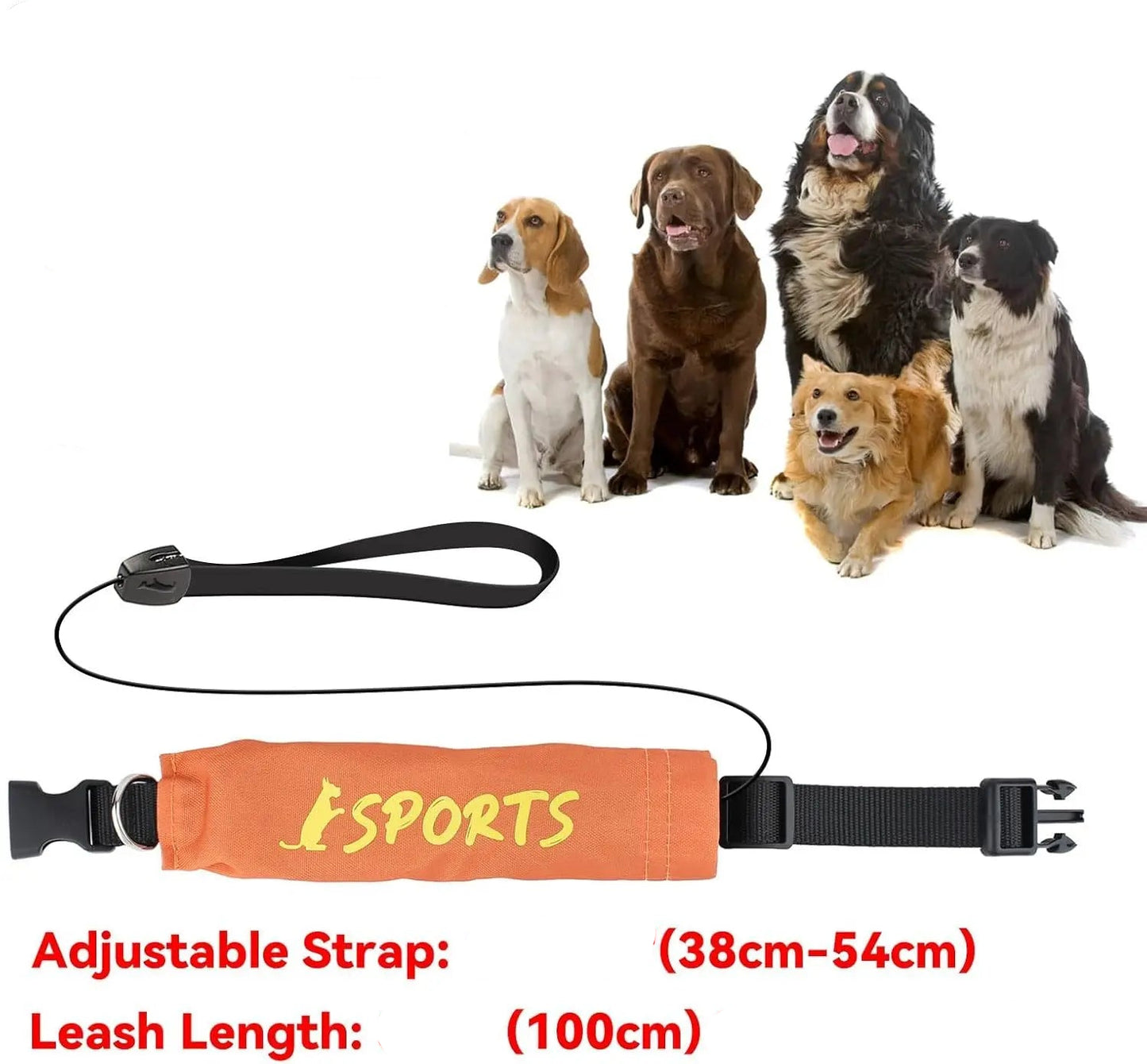 Guide des tailles pour collier avec laisse intégrée, ajustable de 38 à 54 cm