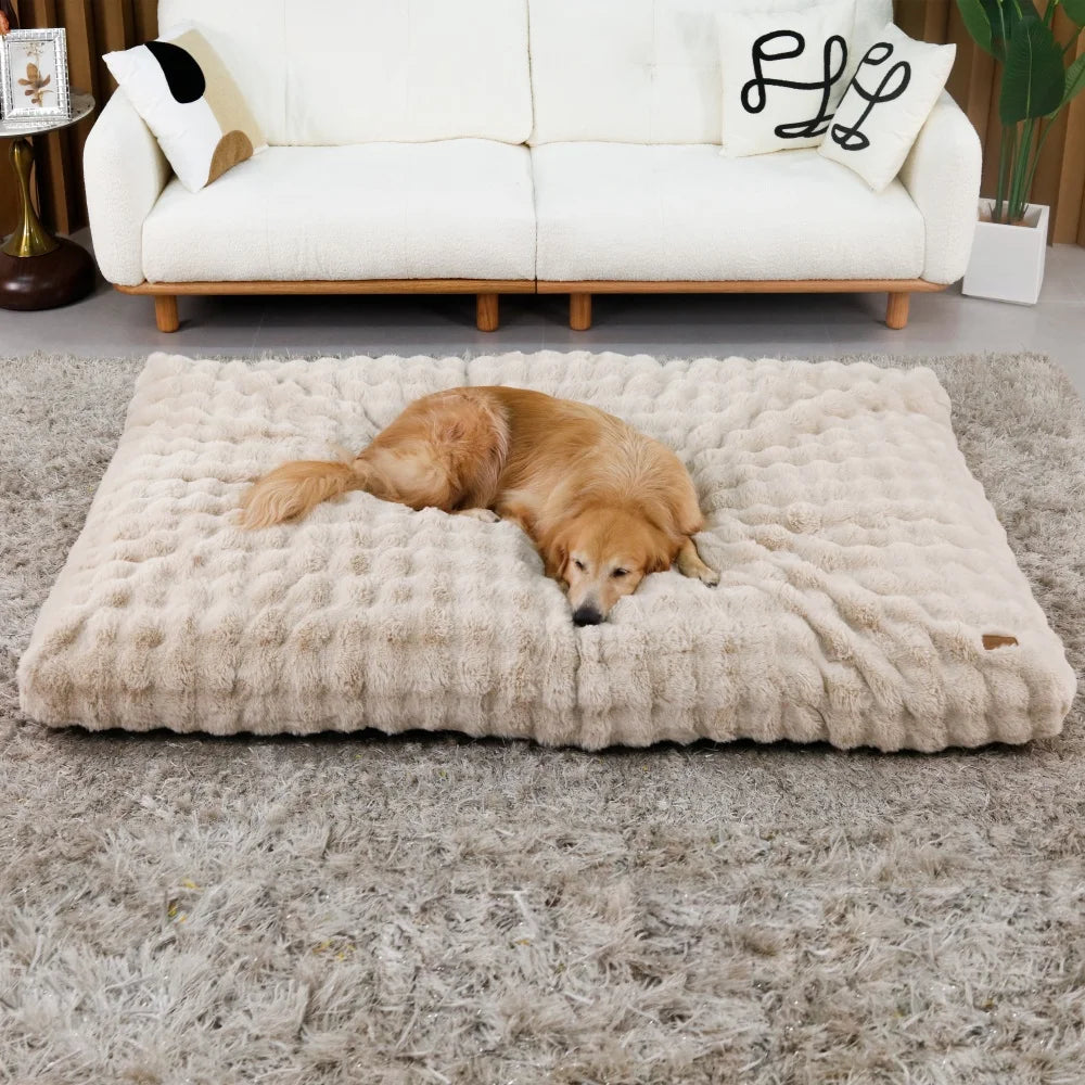 Chien allongé sur un grand coussin mémoire de forme beige dans un salon lumineux