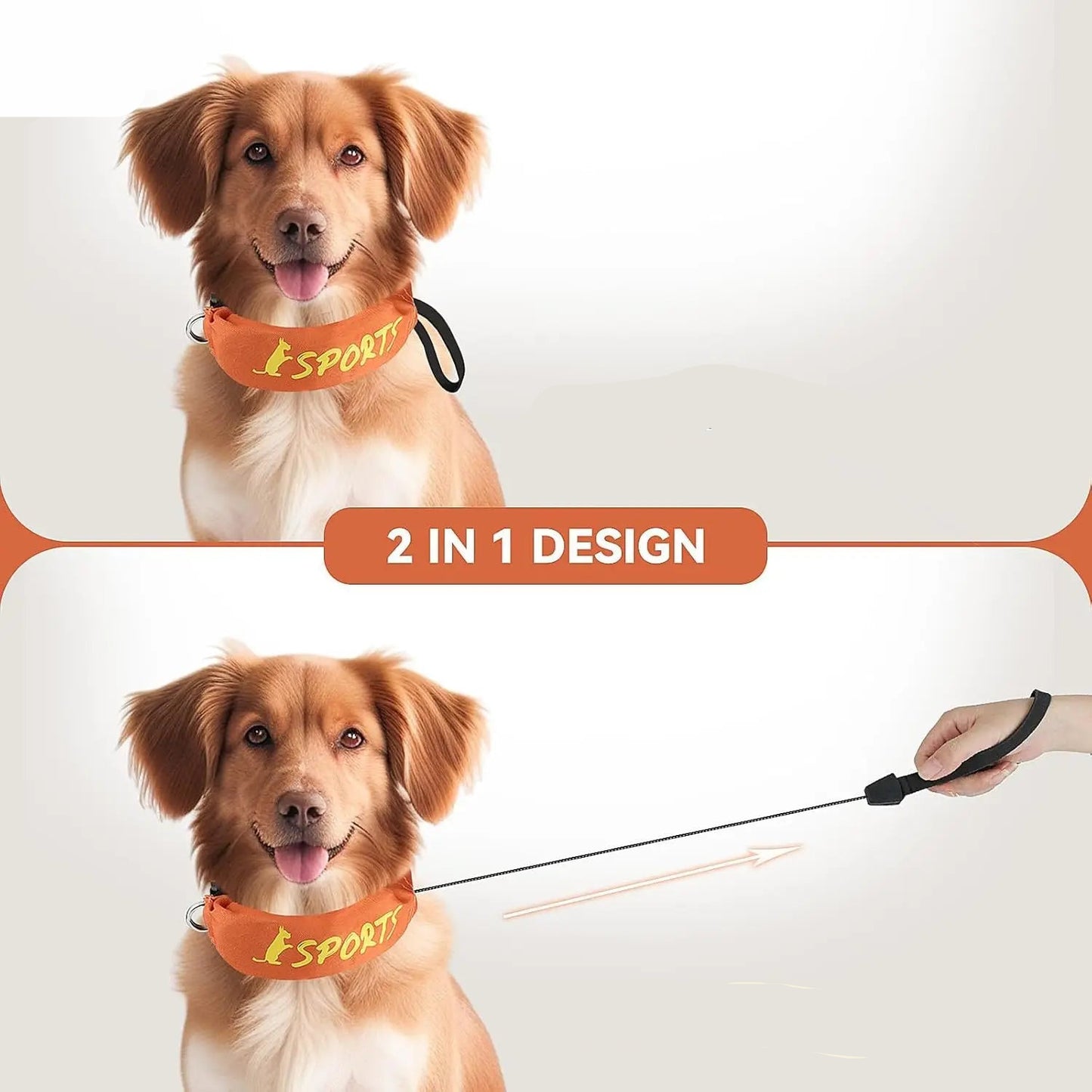 Présentation du design 2-en-1 du collier avec laisse intégrée, parfait pour un usage quotidien