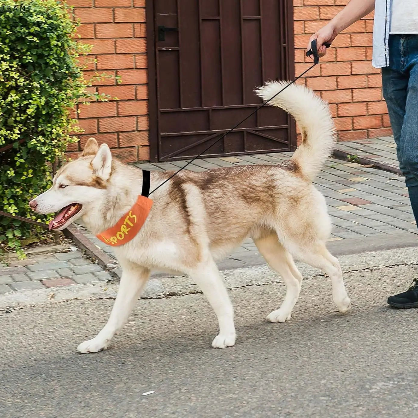 Chien en balade urbaine portant le collier avec laisse rétractable intégrée