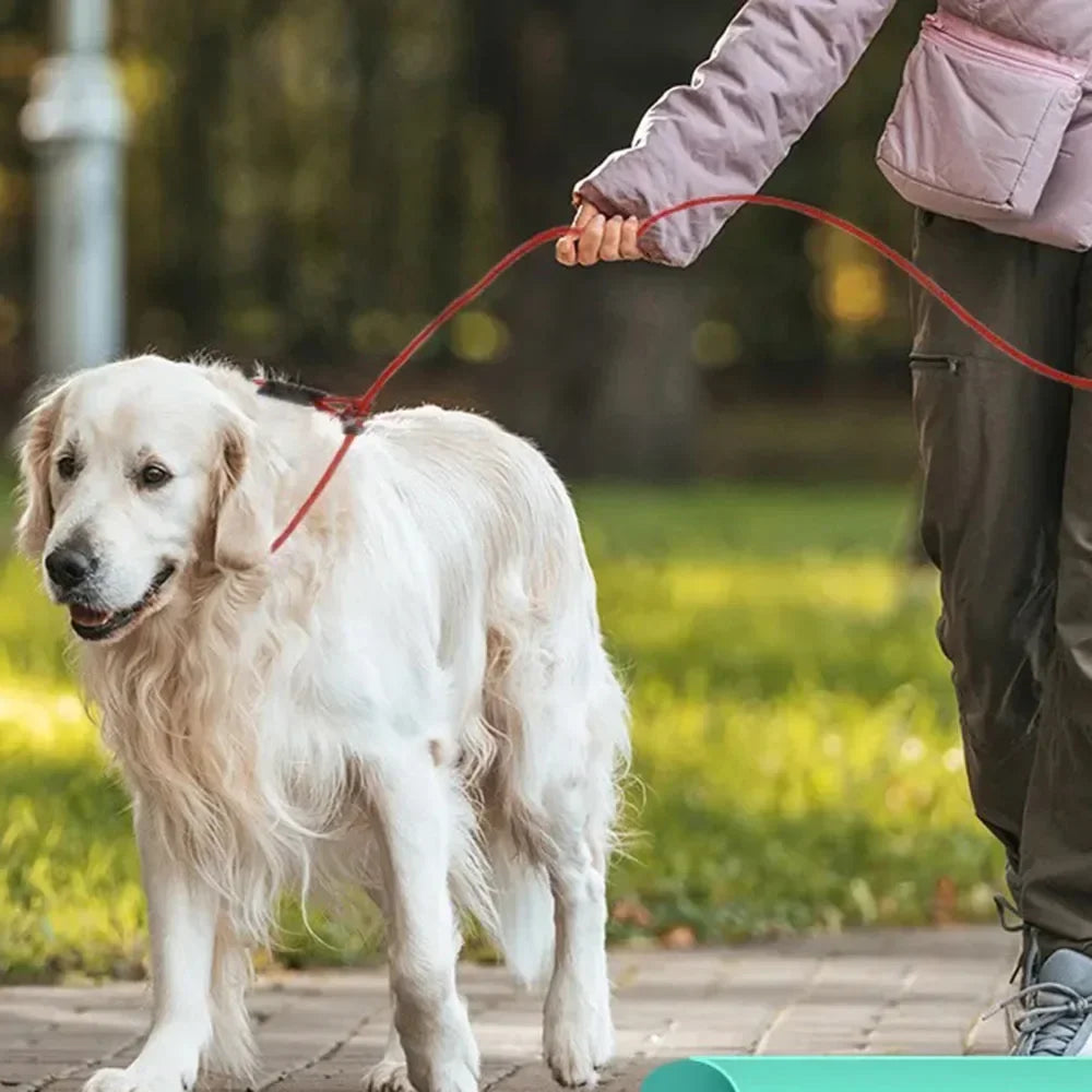 Laisse lasso en acier pour chien & Poignée Confortable