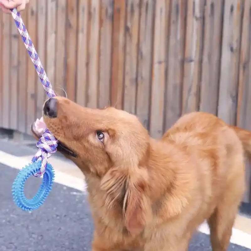 chien marron tirant sur une corde avec anneau bleu pendant le jeu interactif