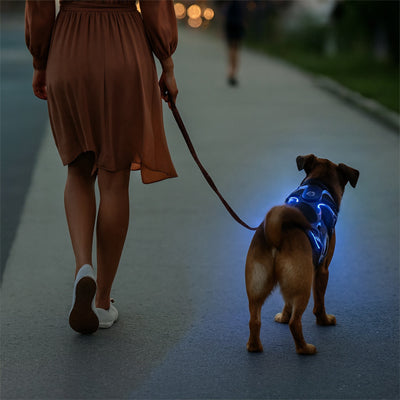 chien en balade nocturne avec un harnais lumineux bleu assurant sécurité et visibilité