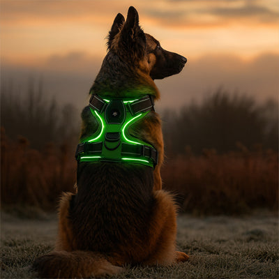 chien assis au crépuscule portant un harnais lumineux vert LED rechargeable