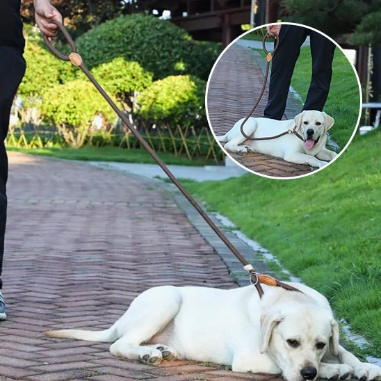 Laisse Lasso pour Chien - En Corde de Nylon, Coulissante et Ajustable - Noble Truffe