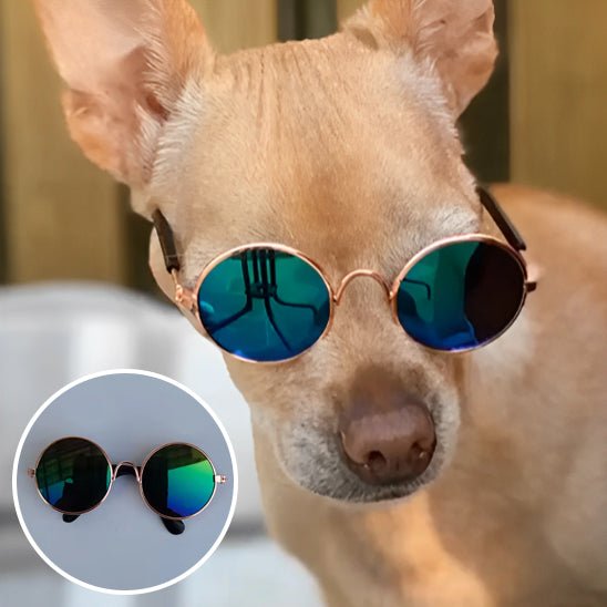 Lunettes Chien Rétro Rondes – Accessoire Photo & Cosplay Chien - Noble Truffe