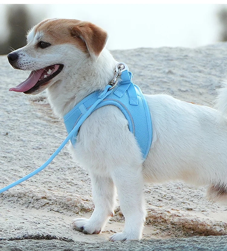 Schéma explicatif pour enfiler le harnais sur un petit chien à la plage