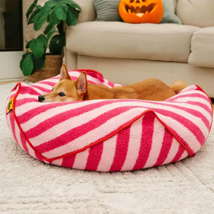 Où placer un coussin chien dans la maison, guide sur les bonnes pratiques à mettre en place
