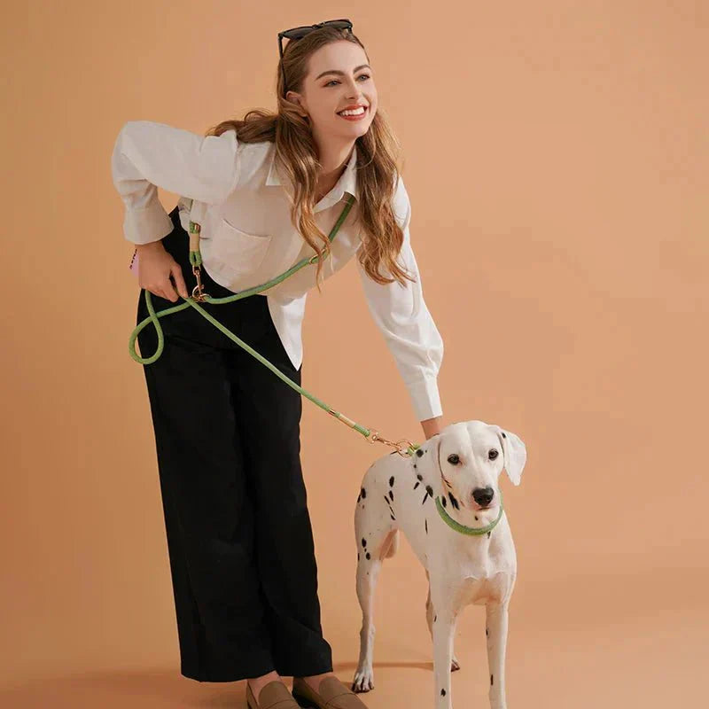 Chien en laisse ? Comment Promener son chien ? quelle laisse pour quelle situation ? - Noble Truffe
