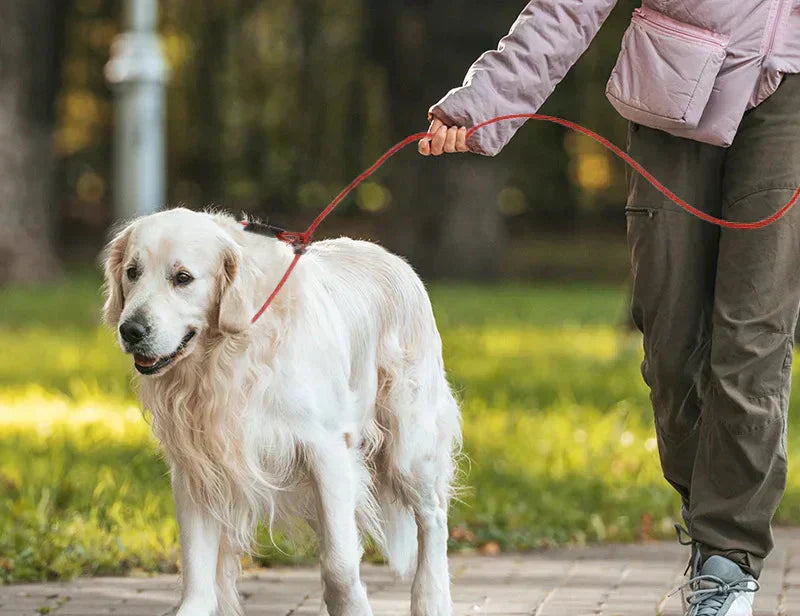 labrador en laisse lasso en P orange pour faire une demonstration de l'utilisation