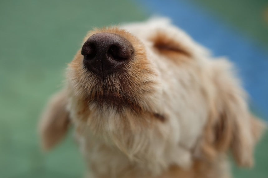 Noble Truffe boutique pour chien, truffe humide, truffe chien sèche.