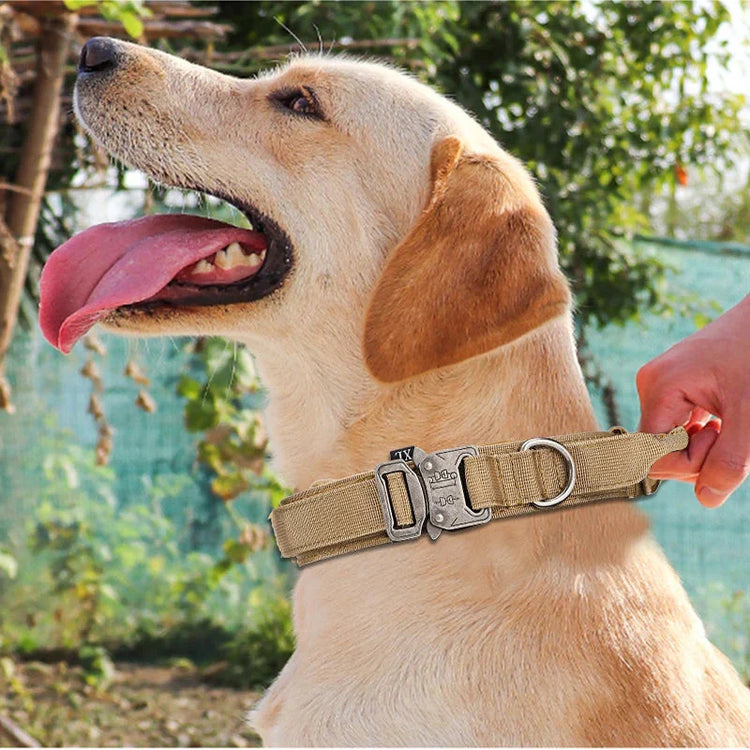 Collier anti-traction pour chien : maîtrisez les balades avec confort