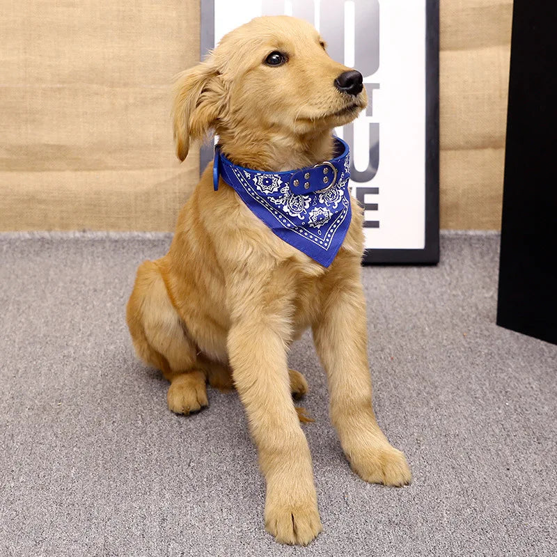 Collier pour petit chien : confort, légèreté et style adaptés aux petits gabarits