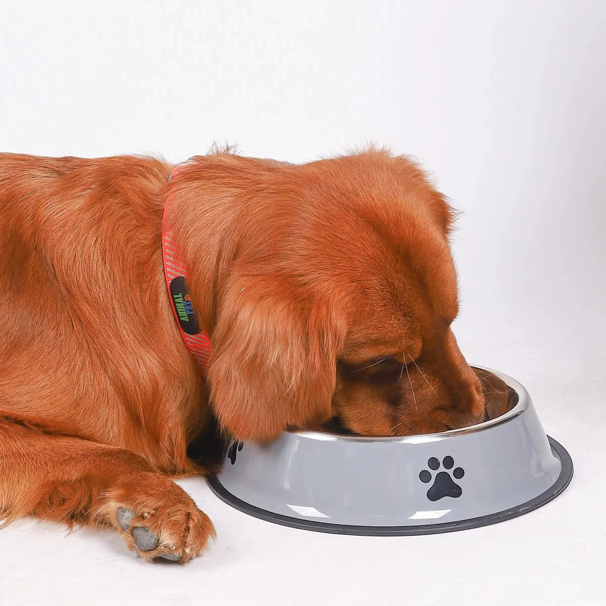 Gamelle pour chien : pratiques, stables et adaptées à chaque besoin
