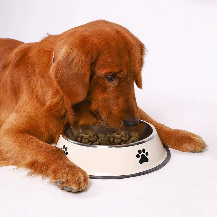 Gamelles pour Chien – Antidérapante, Anti-Éclaboussures, Réglable ou Multifonction - Noble Truffe