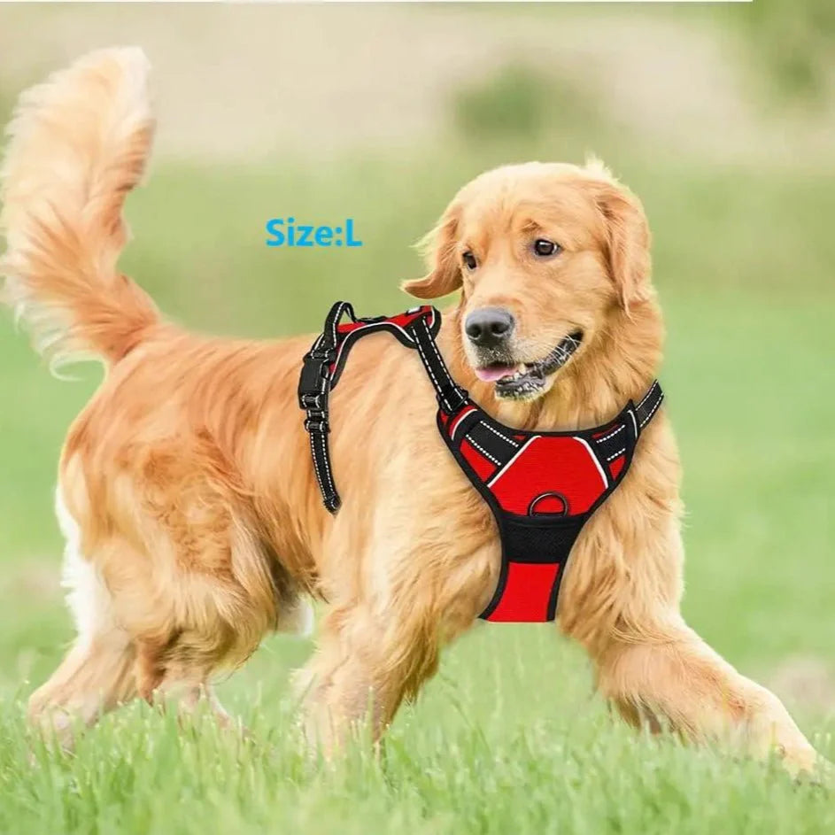 Golden retriever se balade avec un harnais rouge de grande taille.