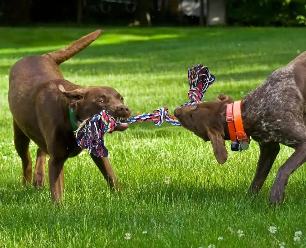 deux chiens jouant ensemble avec un jouet corde pour chien solide et interactif