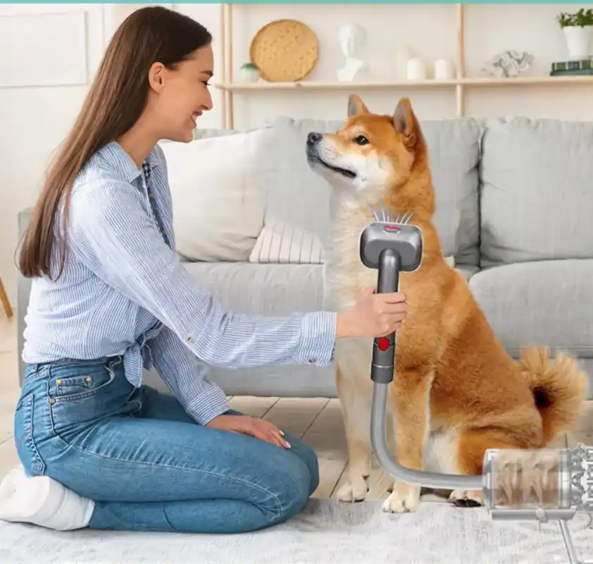 Un akita se fait brosser par une dame par le kit adaptable sur l'aspirateur Dyson. Cela lui rend le poil soyeux et aspire les poils morts. 