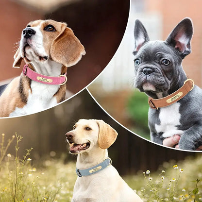 Chien portant un collier personnalisé avec prénom gravé