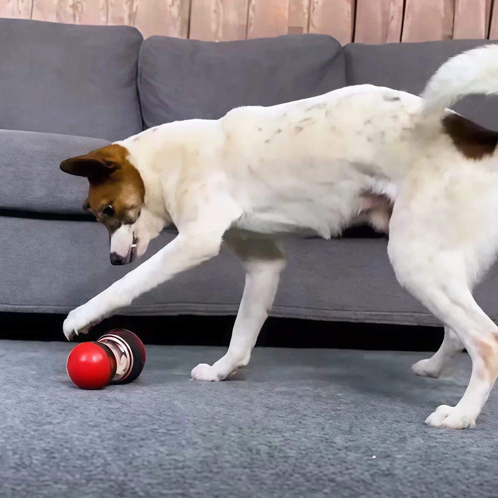 Un chien qui joue avec le distributeur de friandises et qui s'amuse à la roulée.