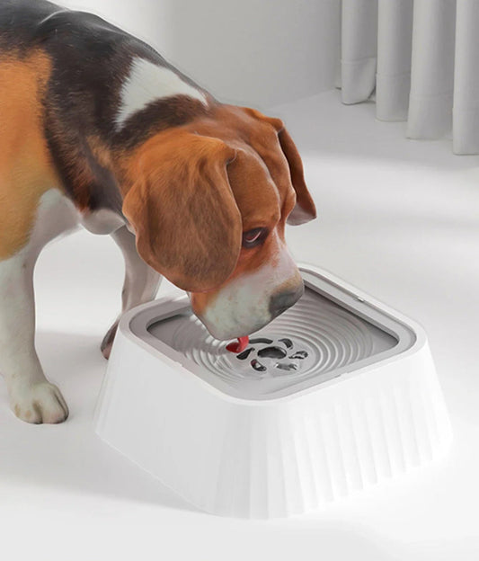 Chien qui boit dans bol anti debordement blanc controle debit