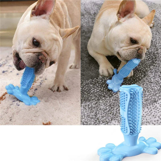 Chien en train de mâcher un jouet brosse à dents pour chien en caoutchouc naturel pour le nettoyage des dents
