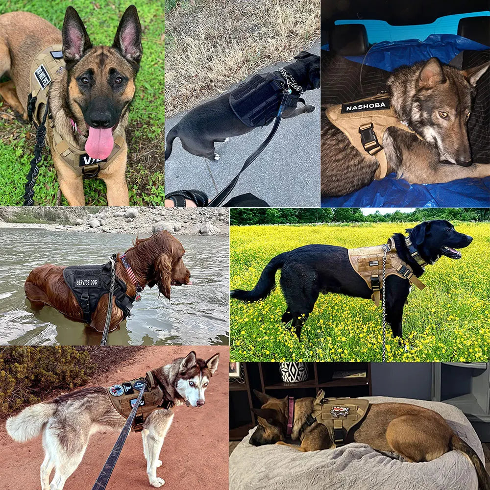 Chiens avec Harnais de sécurité