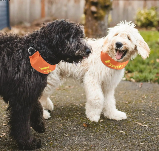 Deux chiens marchant côte à côte avec un collier avec laisse intégrée, pratique et confortable