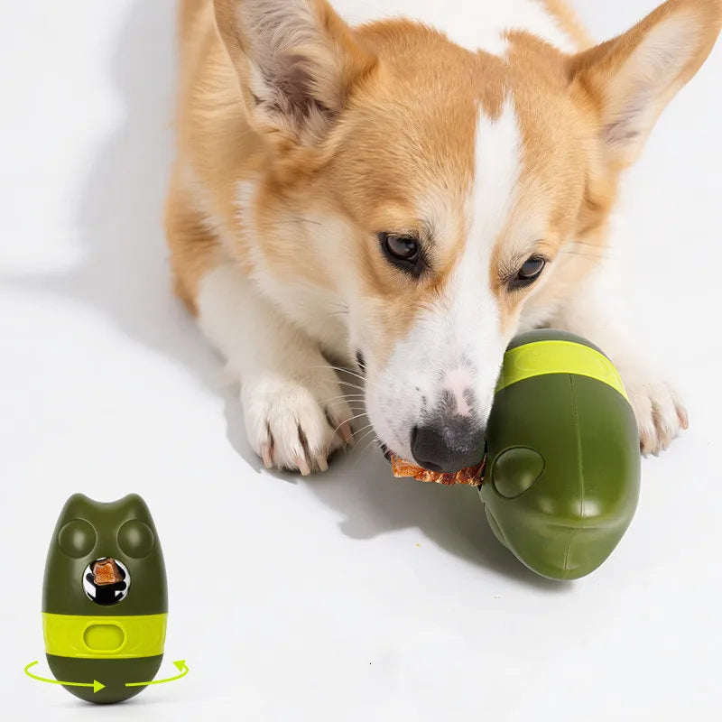 Un Corgi pousse le jouet avec son museau pour faire tomber les friandises.
