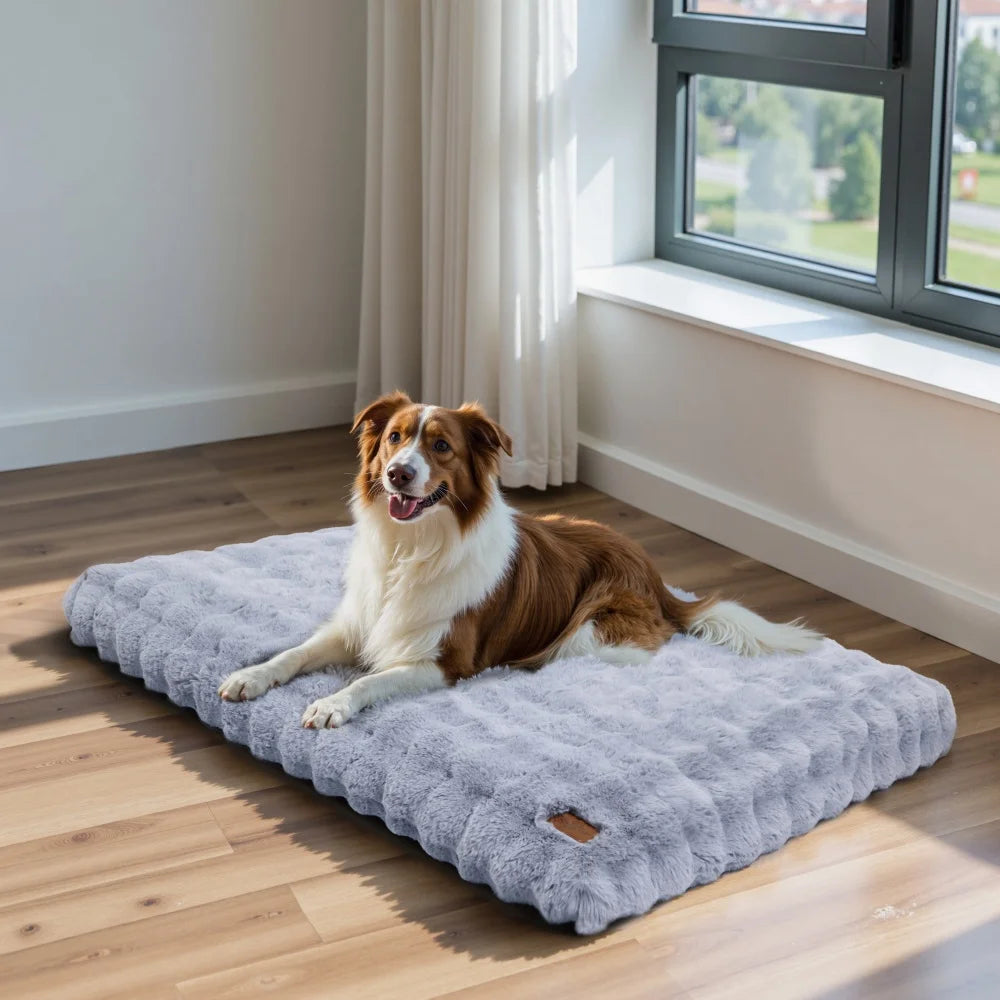 Chien moyen gabarit couché sur un coussin mémoire de forme gris dans une pièce lumineuse