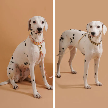 Deux chiens dalmatiens portant des colliers colorés tressés, en pose
