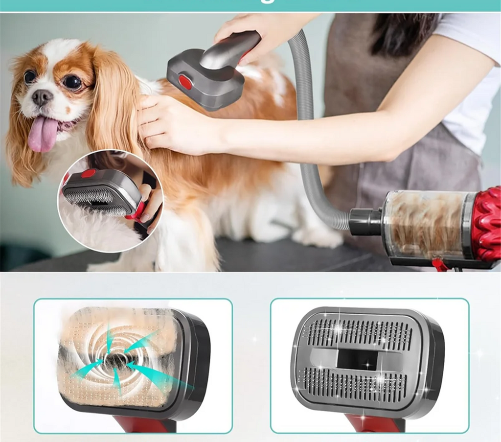Une dame brosse un Spitz avec la brosse adaptable Dyson. Cette brosse aspire les poils mort en même temps qu'elle brosse. 