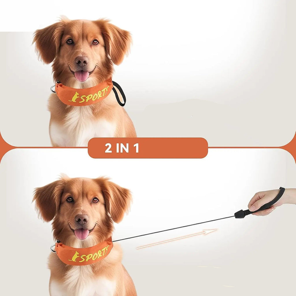 Présentation du design 2-en-1 du collier avec laisse intégrée, parfait pour un usage quotidien