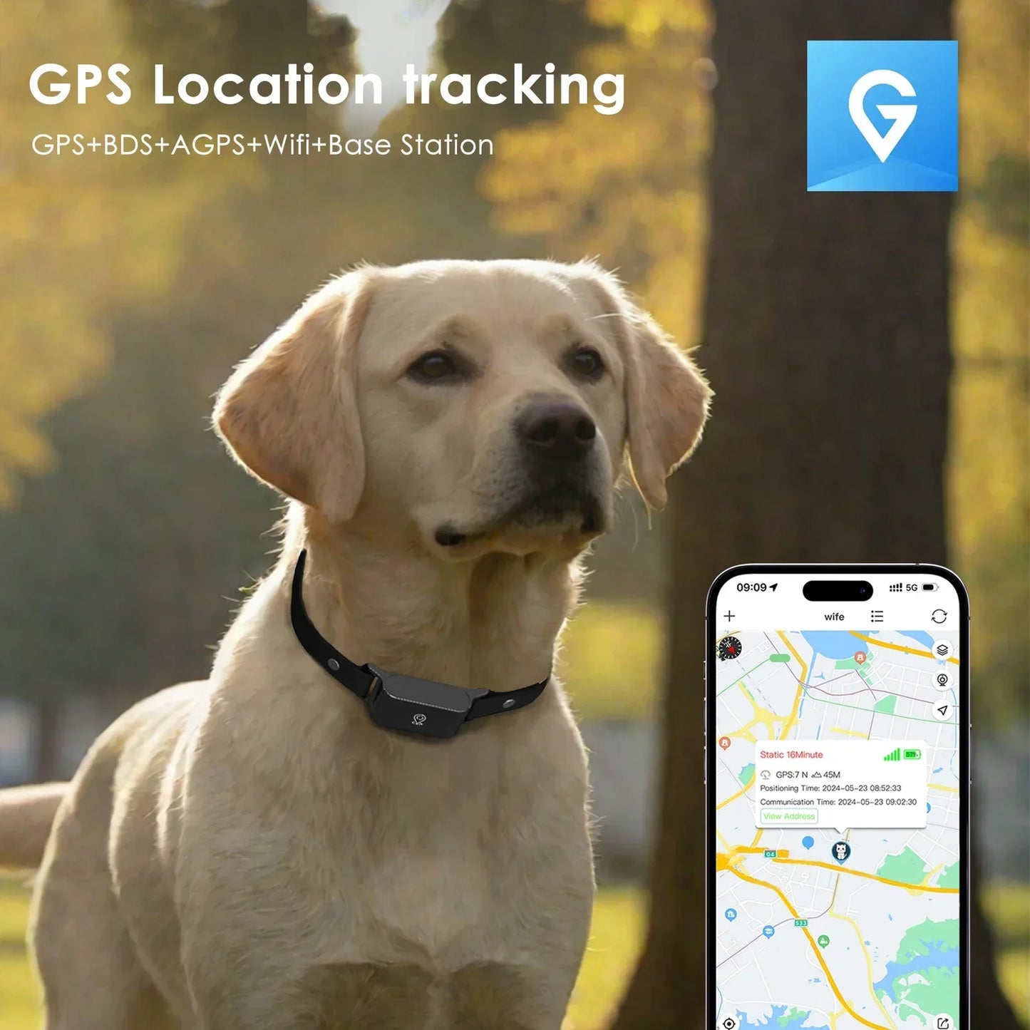 Un Labrador porte fièrement le collier GPS. Son maître peut le suivre de n'importe où avec l'application. 