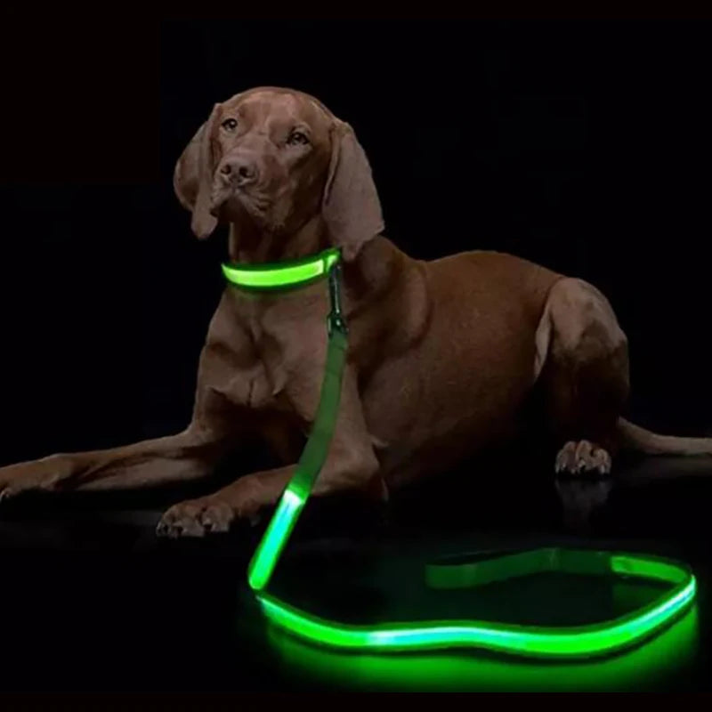 Laisse lumineuse pour chien - laisse led rechargeable 