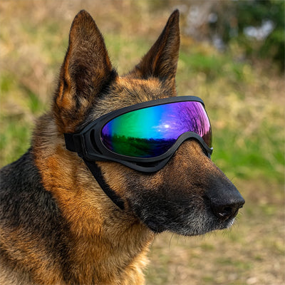 Berger allemand avec lunettes pour chien anti-UV, design noir réfléchissant