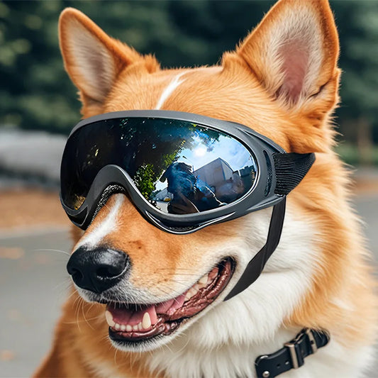 Corgi équipé de lunettes de soleil pour chien, protection UV et vent