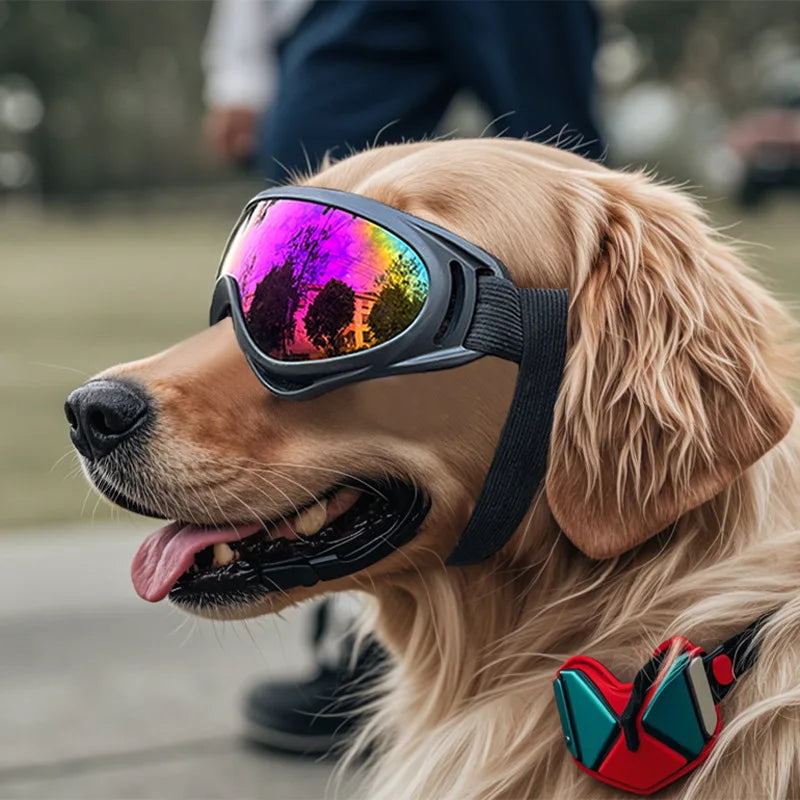 Chien doré portant des lunettes pour chien anti-UV réfléchissantes en extérieur