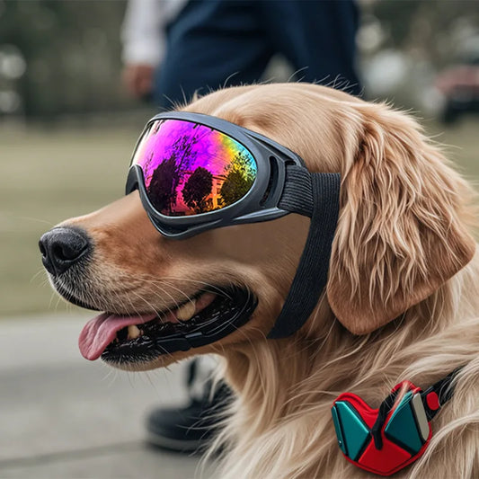Chien doré portant des lunettes pour chien anti-UV réfléchissantes en extérieur