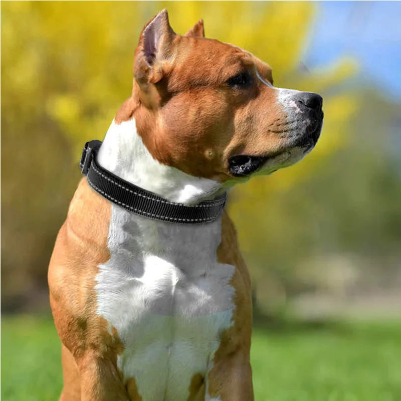 Chien Pit Bull avec collier réfléchissant confortable, idéal en journée comme la nuit