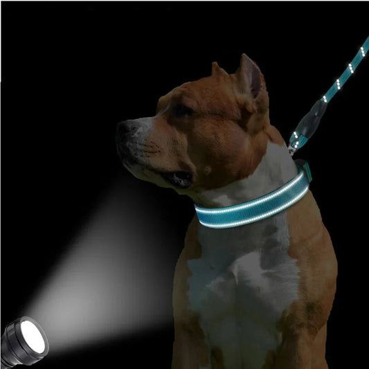 Pit Bull avec le collier de nuit qui réfléchi la lumière pour rendre visible le chien