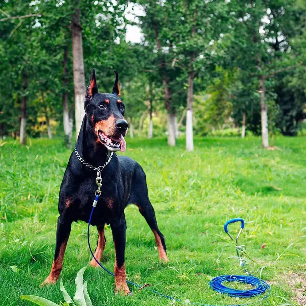 Collier chaîne chien sur un doberman.