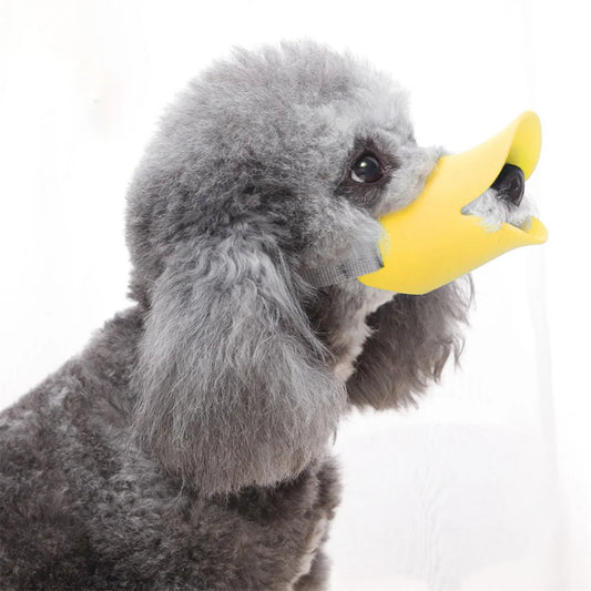 Un caniche porte fièrement la muselière jaune en bec de canard.