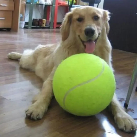 Chien heureux jouant avec une balle géante jaune de 24 cm dans un salon