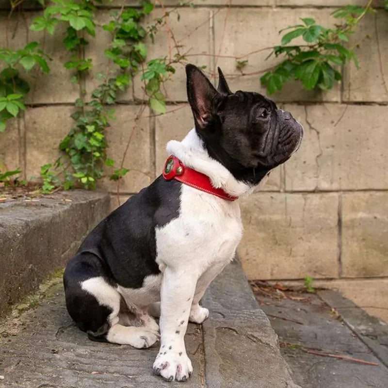 Petit chien en promenade portant un collier AirTag rouge en cuir véritable.