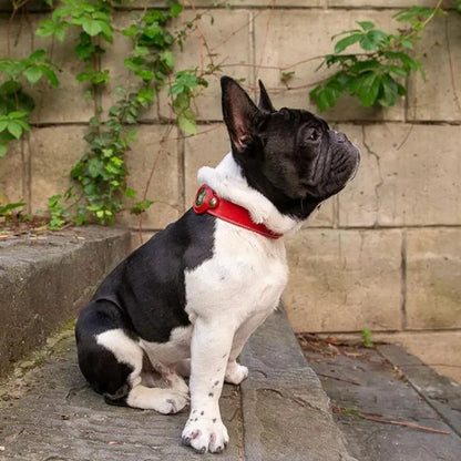 Petit chien en promenade portant un collier AirTag rouge en cuir véritable.